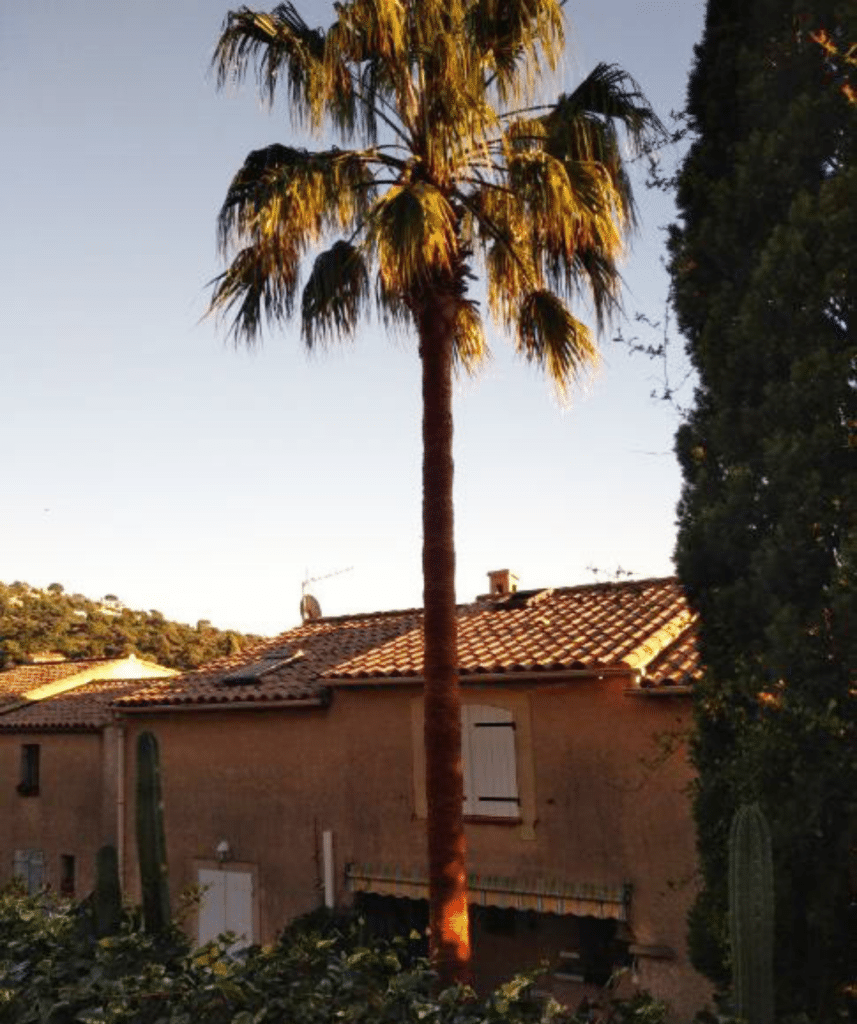 Arbres et Jardin (2)