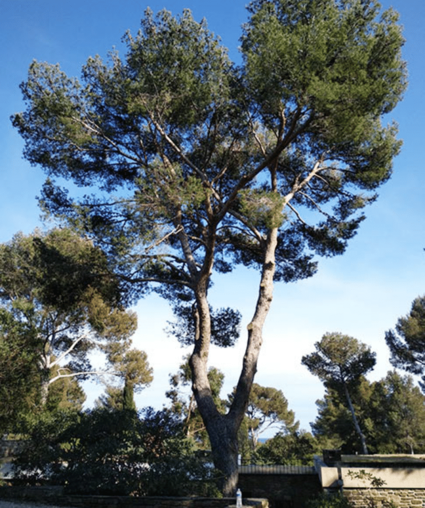 Arbres et Jardin