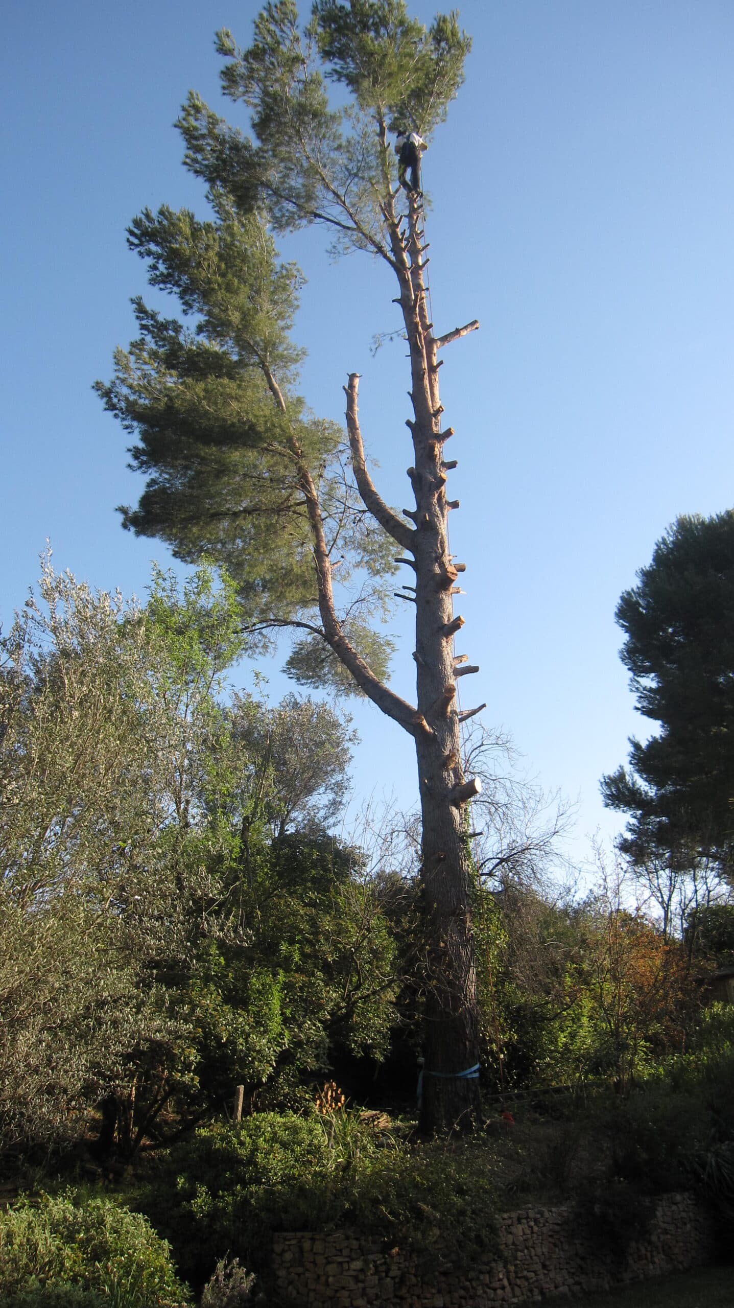 Elagage Arbres et jardins 83