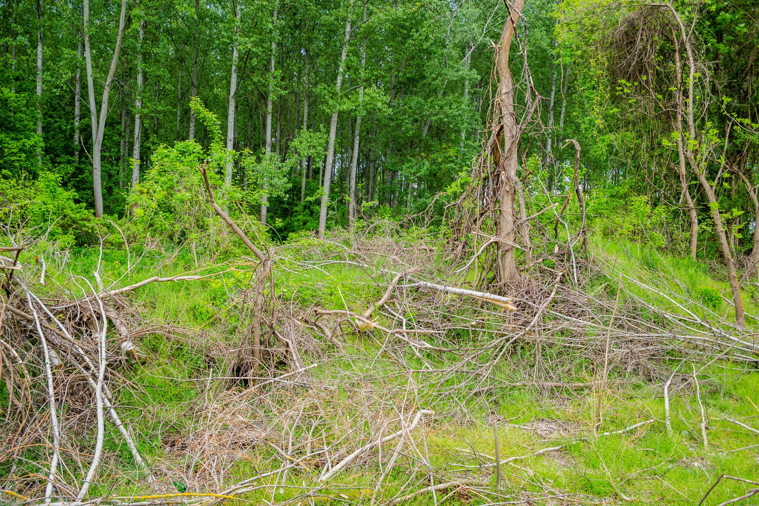 Débrousaillage Arbre et Jardin