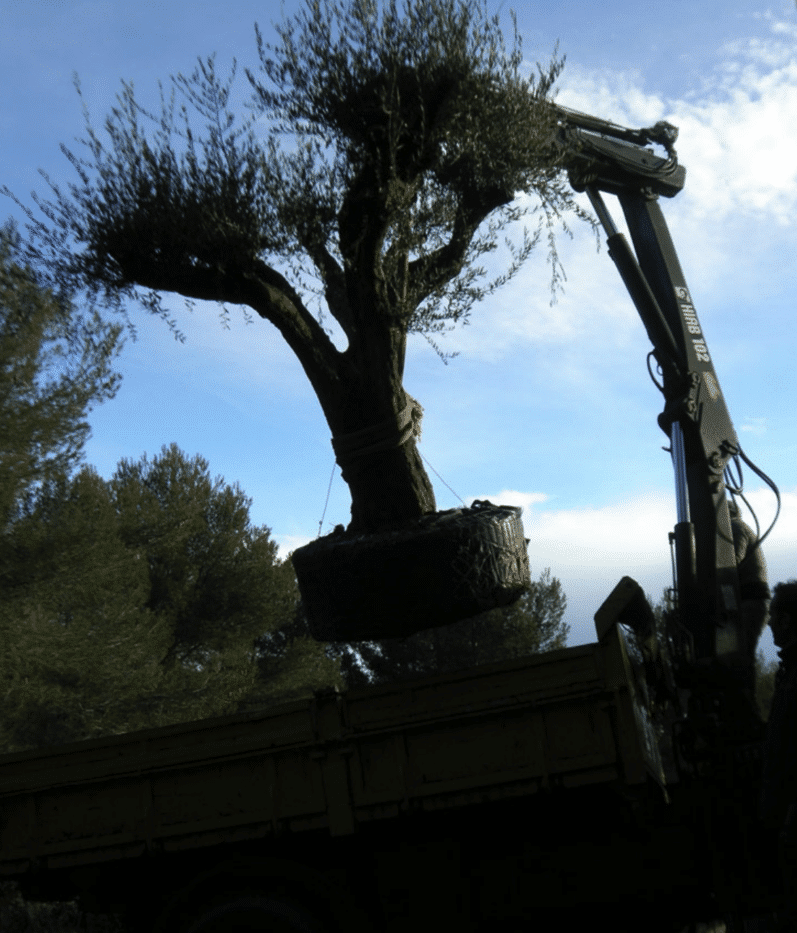 Arbres et jardins