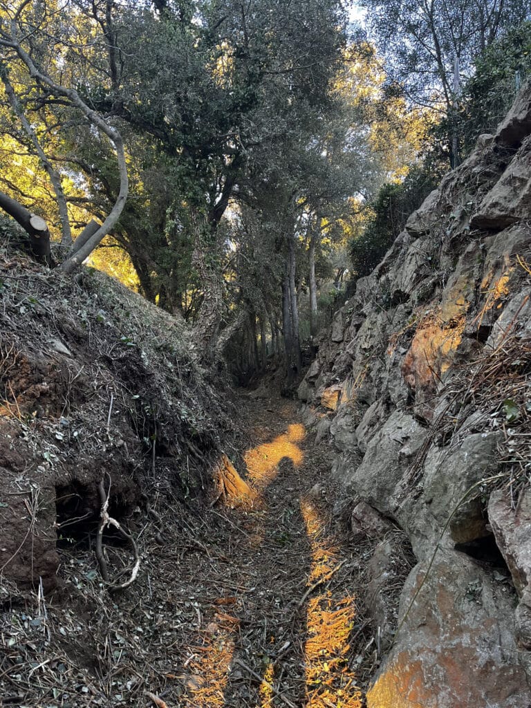 ENTRETIEN DE JARDINS ARBRES ET JARDINS