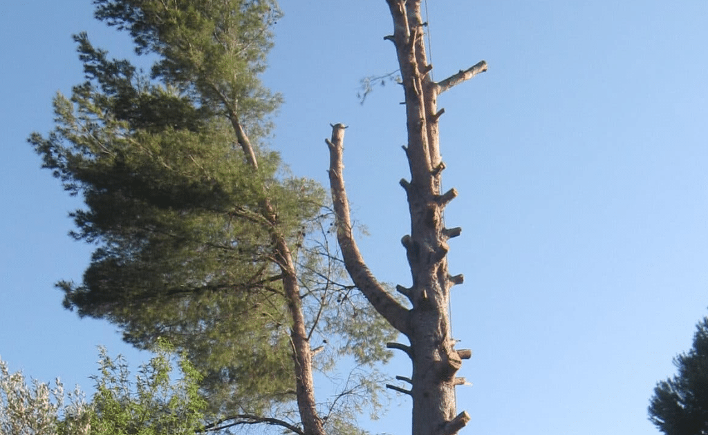 Elagage Arbre et Jardin